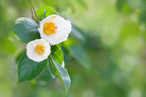20220623_nehane_01